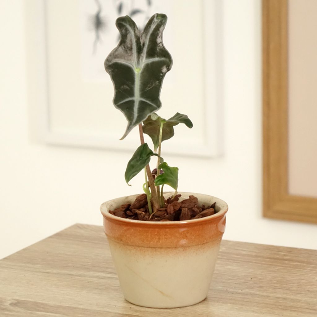 Alocasia Curly Bambino - Oreille d'éléphant