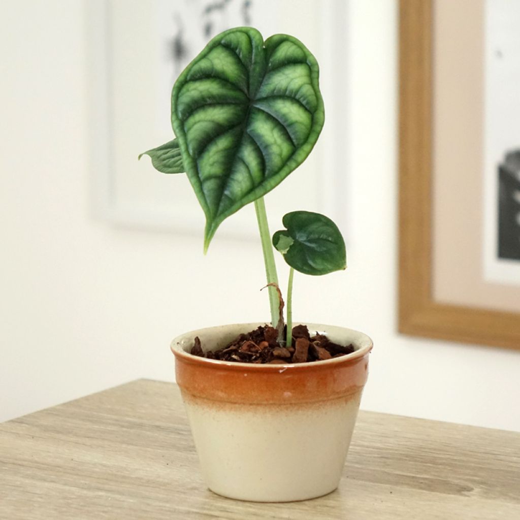 Alocasia Dragon Scale - Oreille d'éléphant