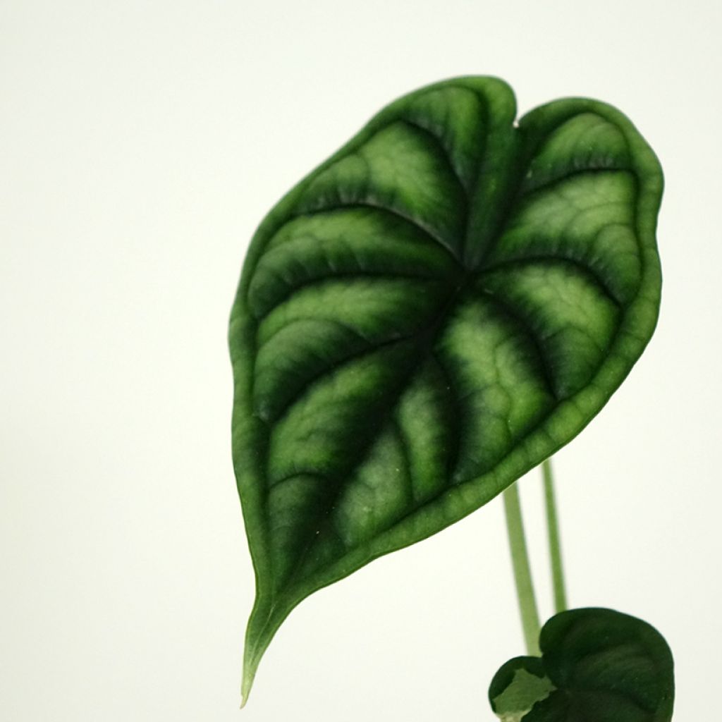 Alocasia Dragon Scale - Oreille d'éléphant