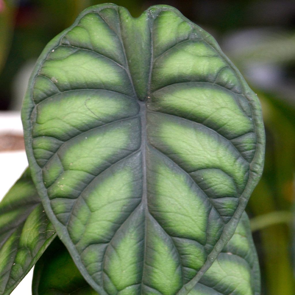 Alocasia Dragon Scale - Oreille d'éléphant