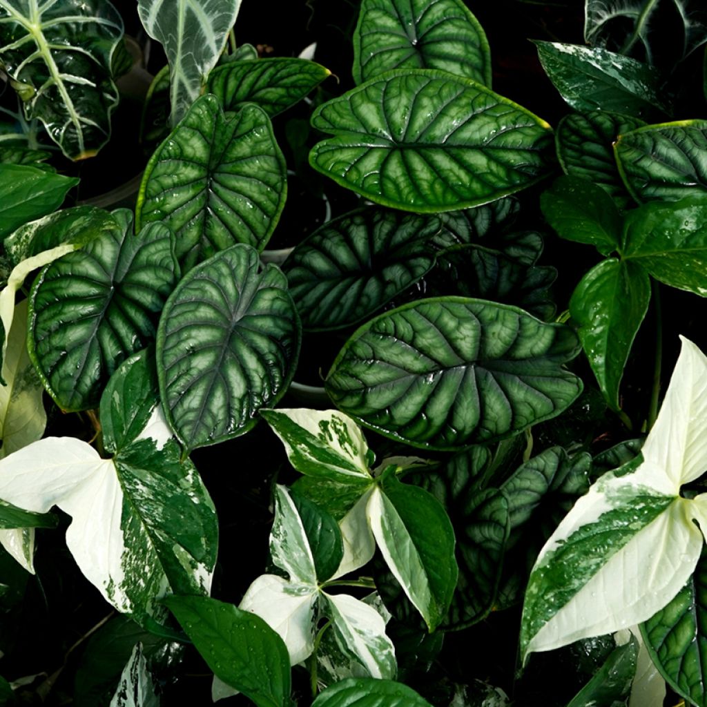 Alocasia Dragon Scale - Oreille d'éléphant