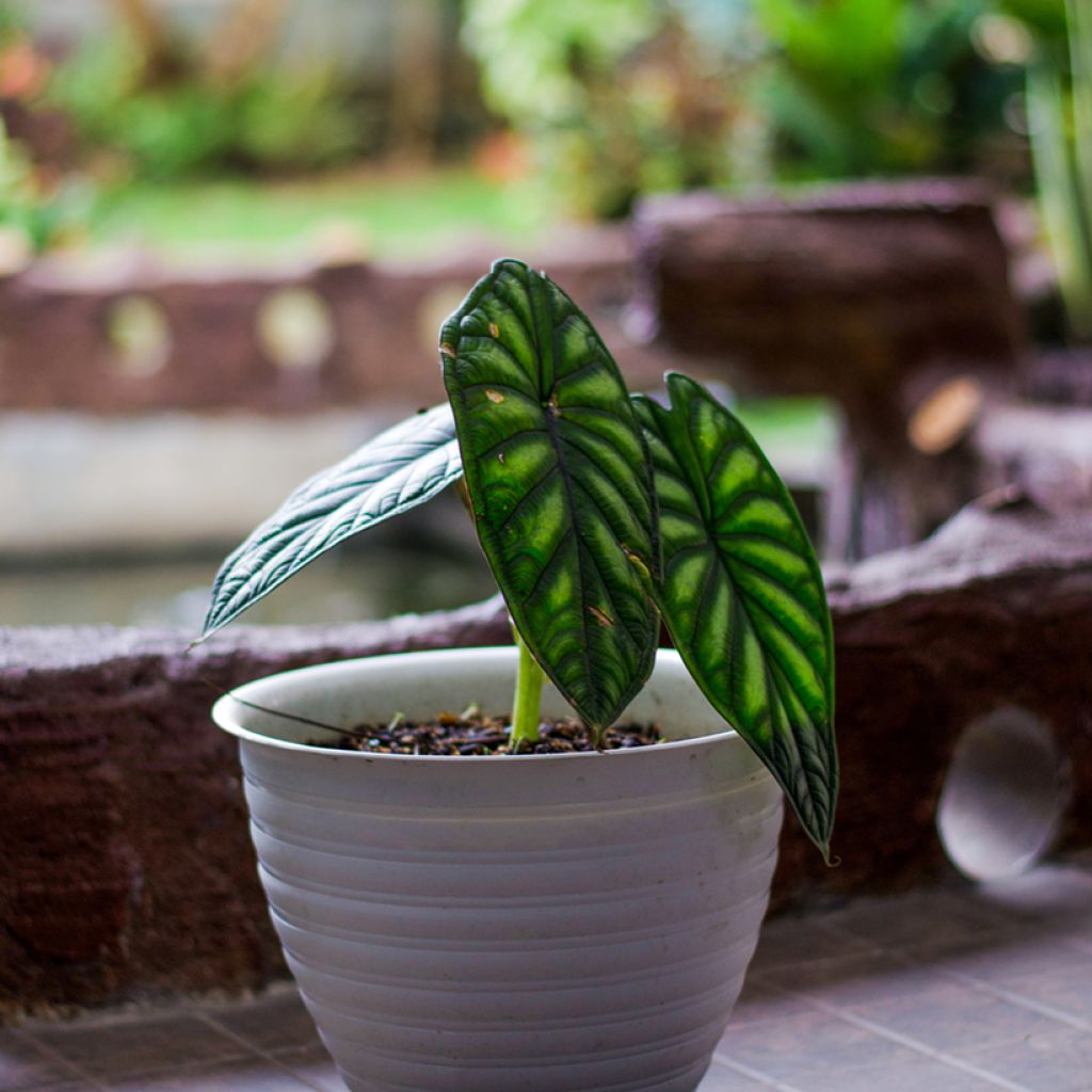 Alocasia Dragon Scale - Oreille d'éléphant