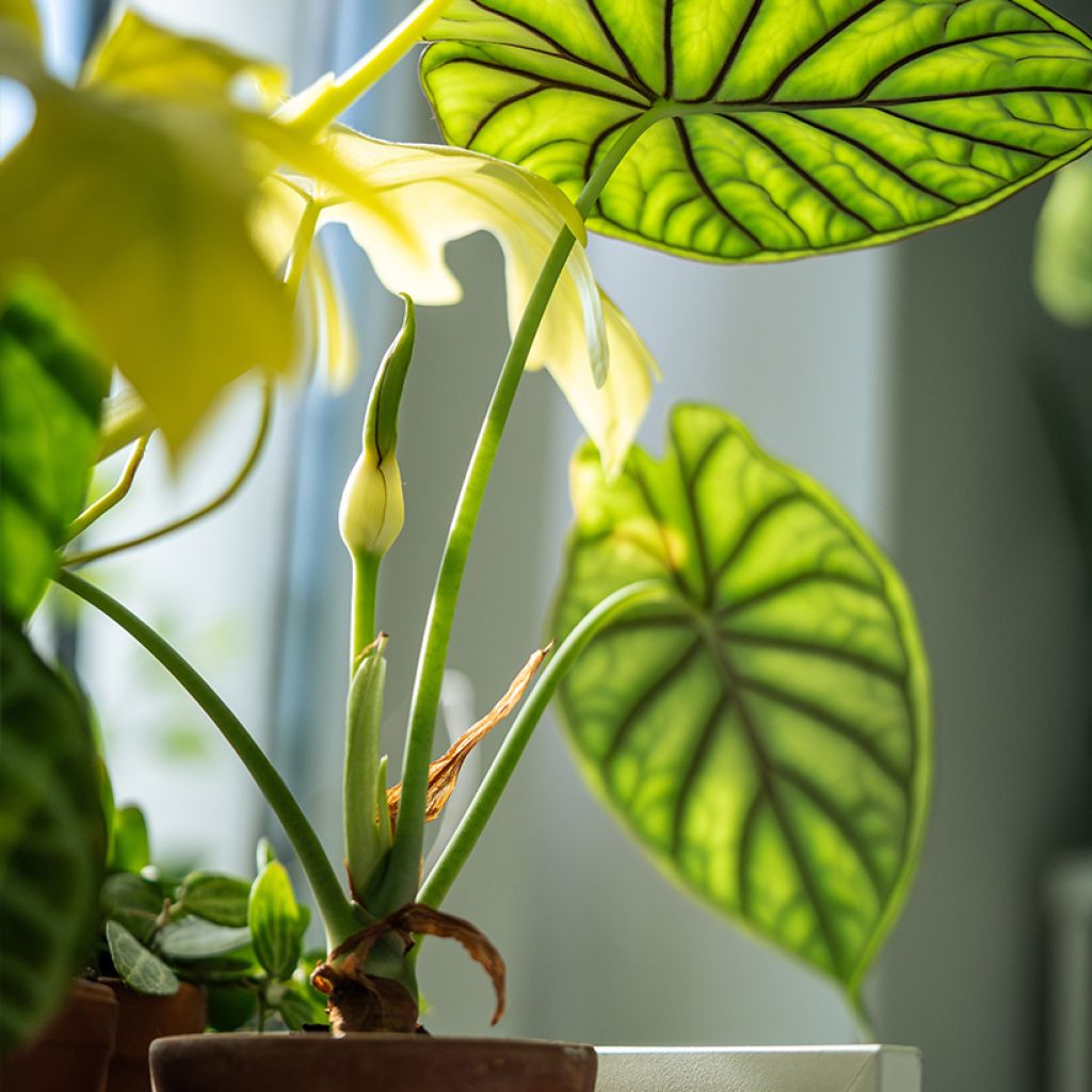 Alocasia Dragon Scale - Oreille d'éléphant