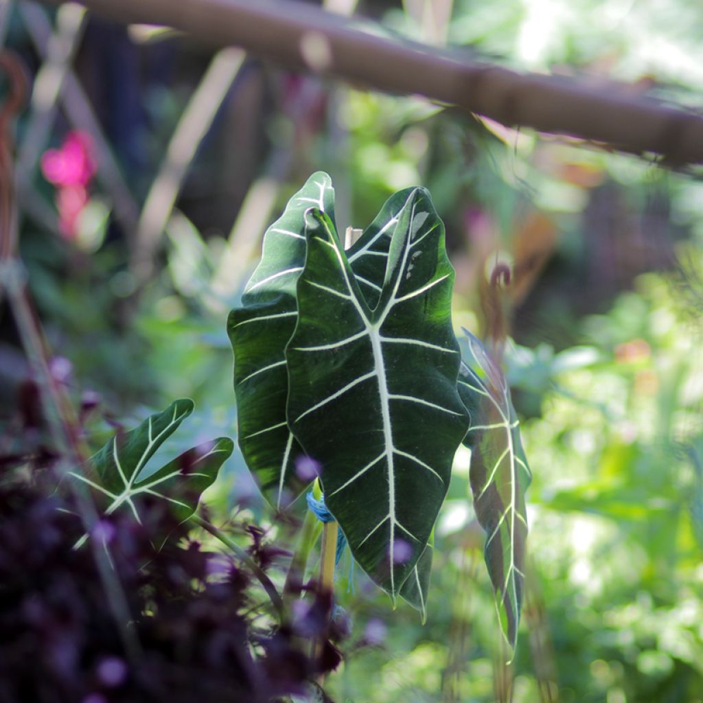 Alocasia Frydek - Oreille d'éléphant