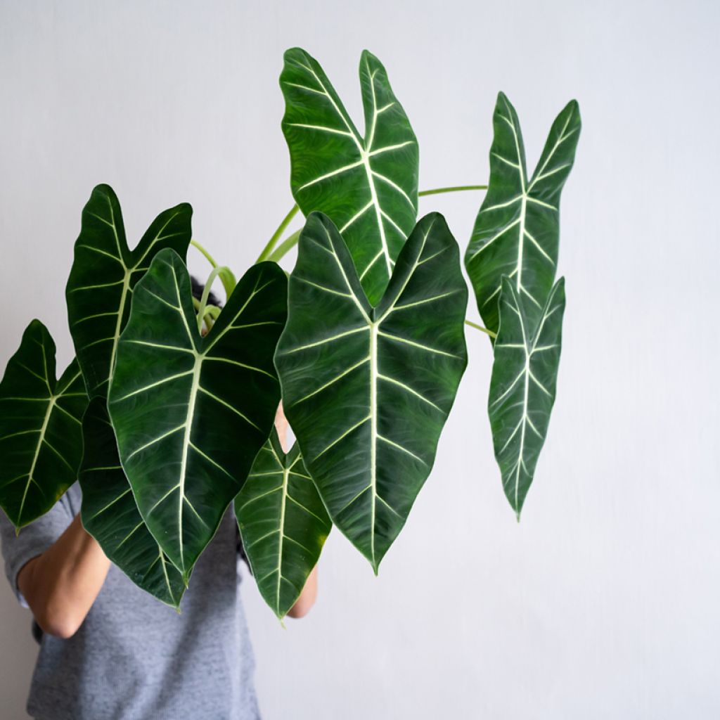 Alocasia Frydek - Oreille d'éléphant