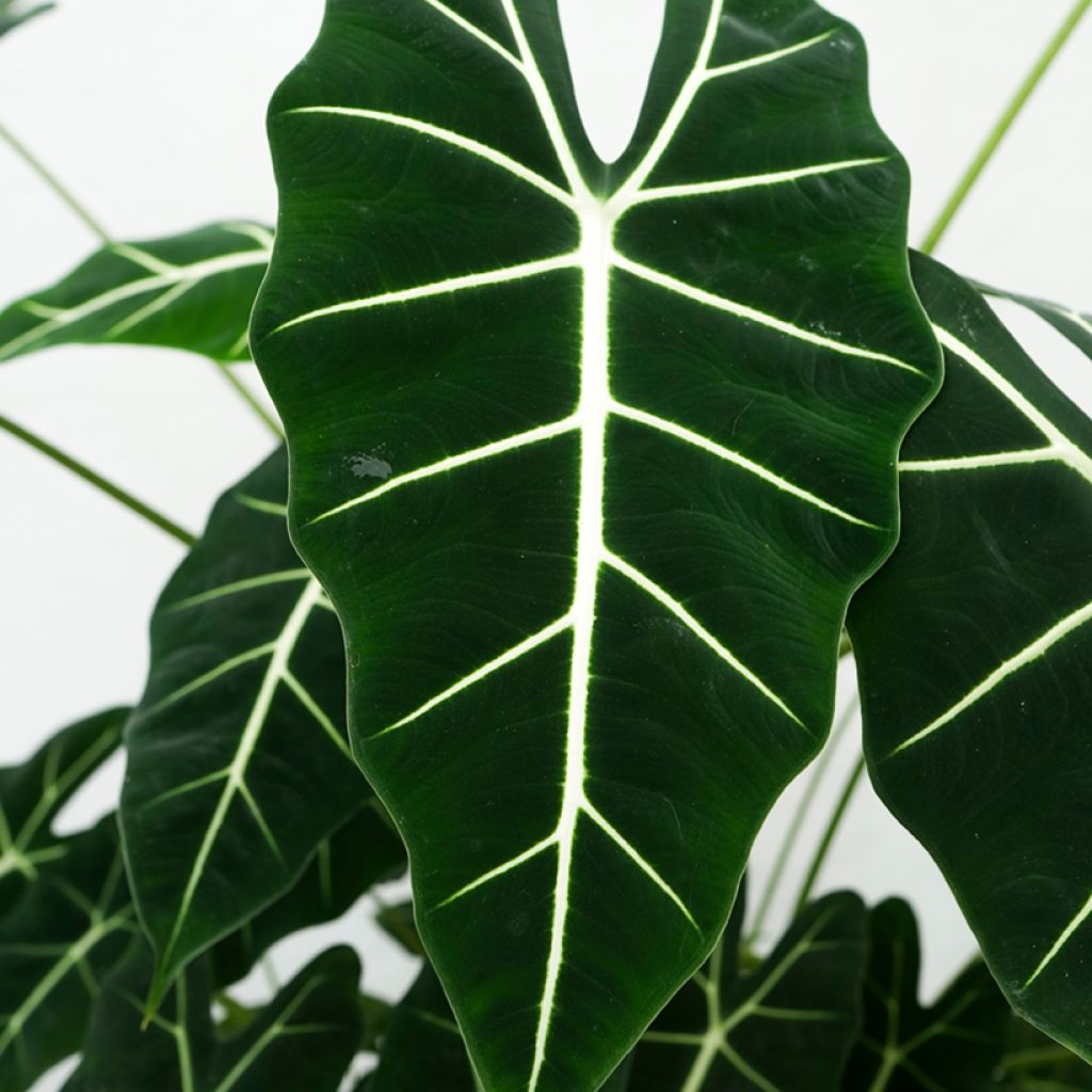 Alocasia Frydek - Oreille d'éléphant
