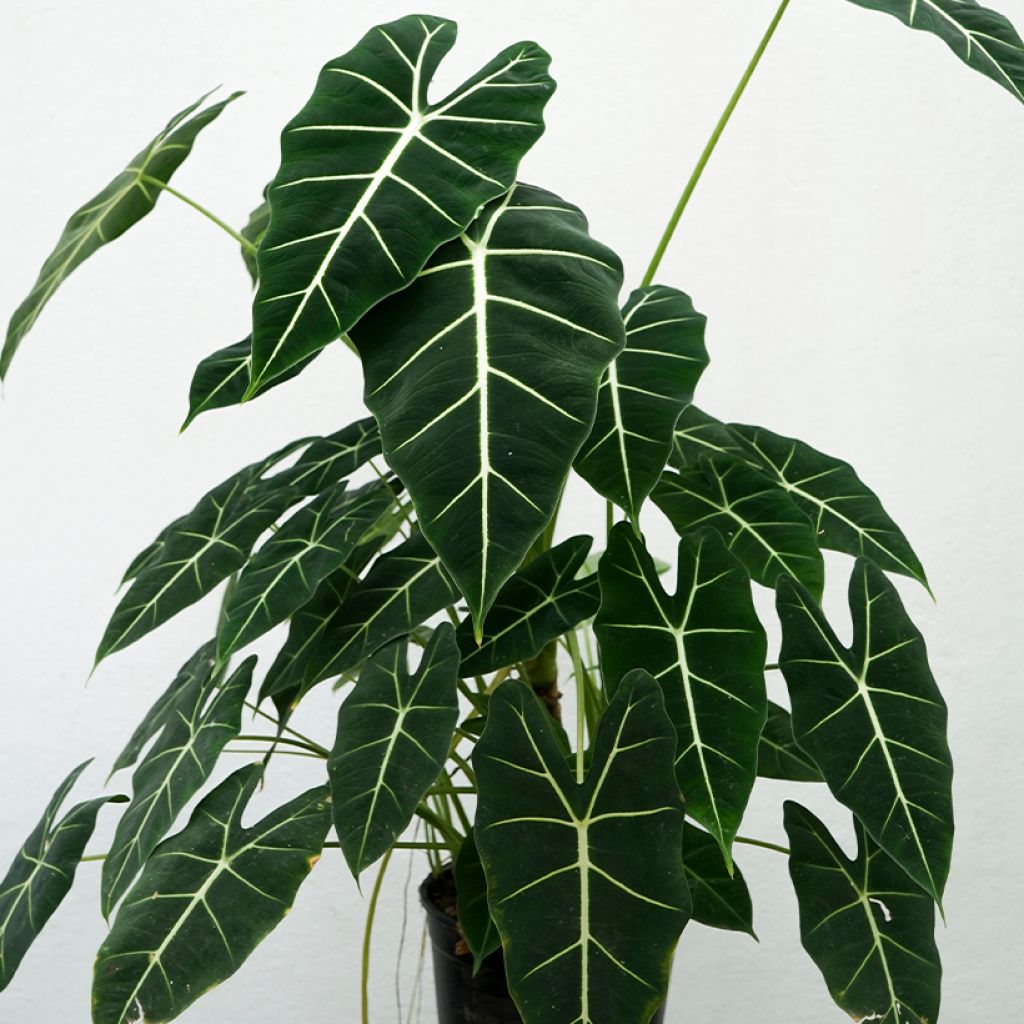 Alocasia Frydek - Oreille d'éléphant