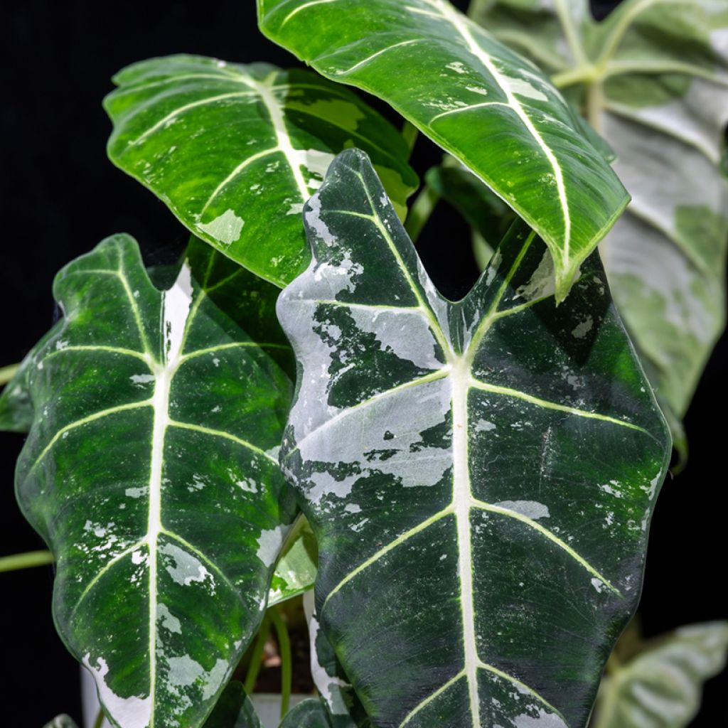 Alocasia Frydek Variegata - Oreille d'éléphant