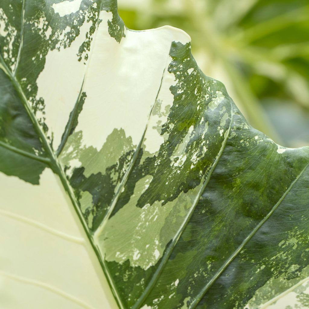 Alocasia Hualong