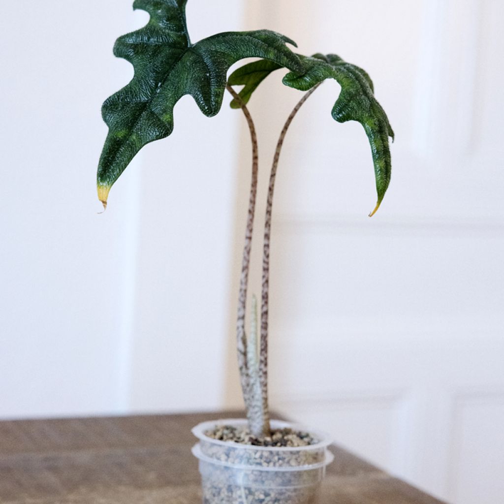 Alocasia Jacklyn - Oreille d'éléphant