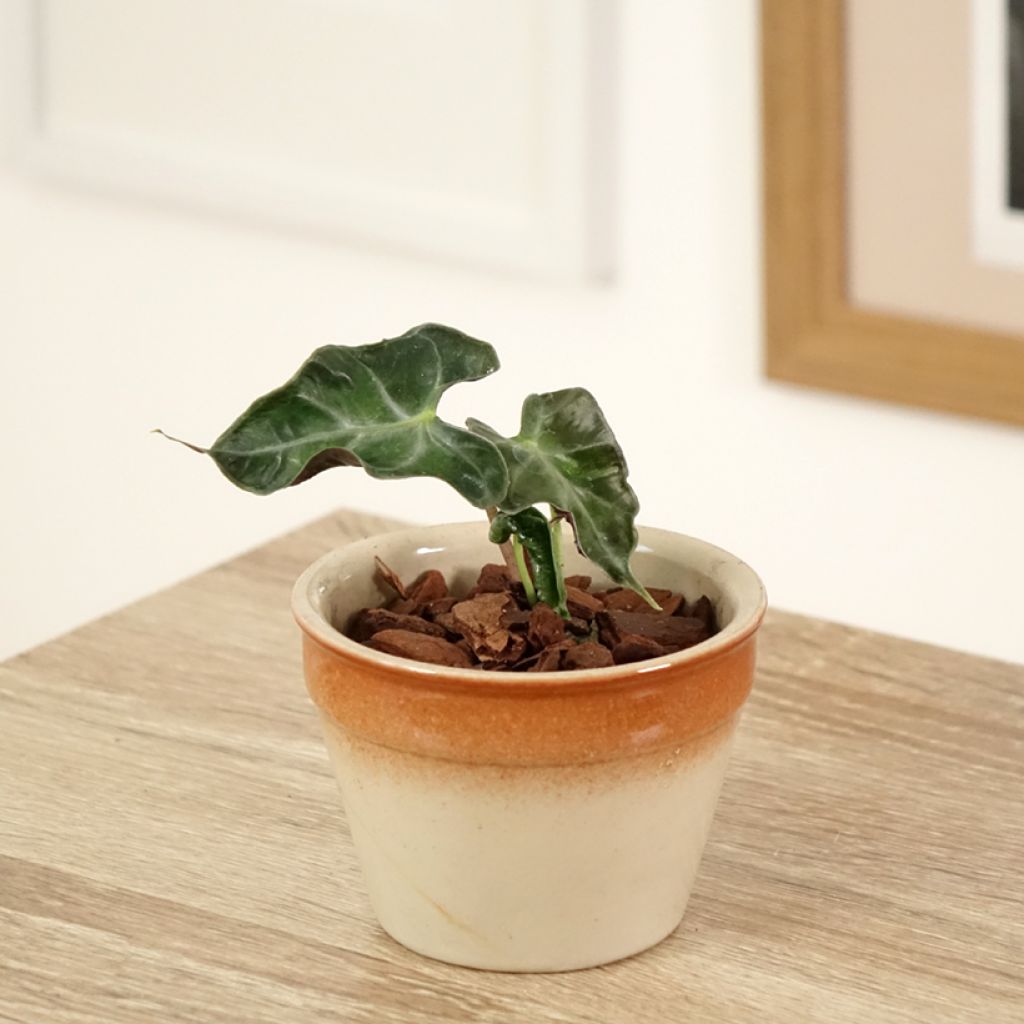 Alocasia Loco - Oreille d'éléphant