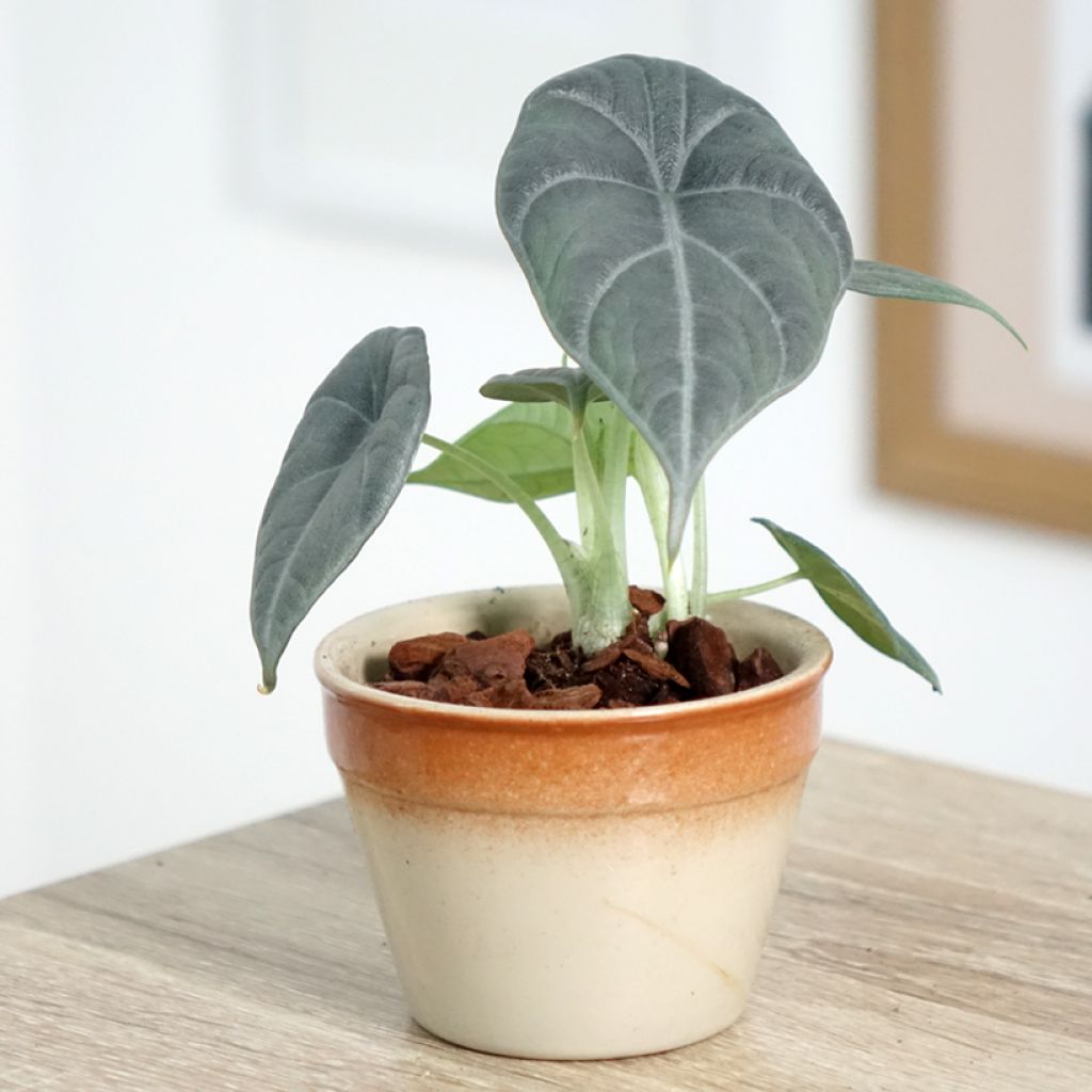 Alocasia Maharani - Oreille d'éléphant