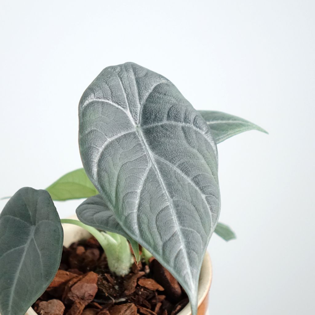 Alocasia Maharani - Oreille d'éléphant