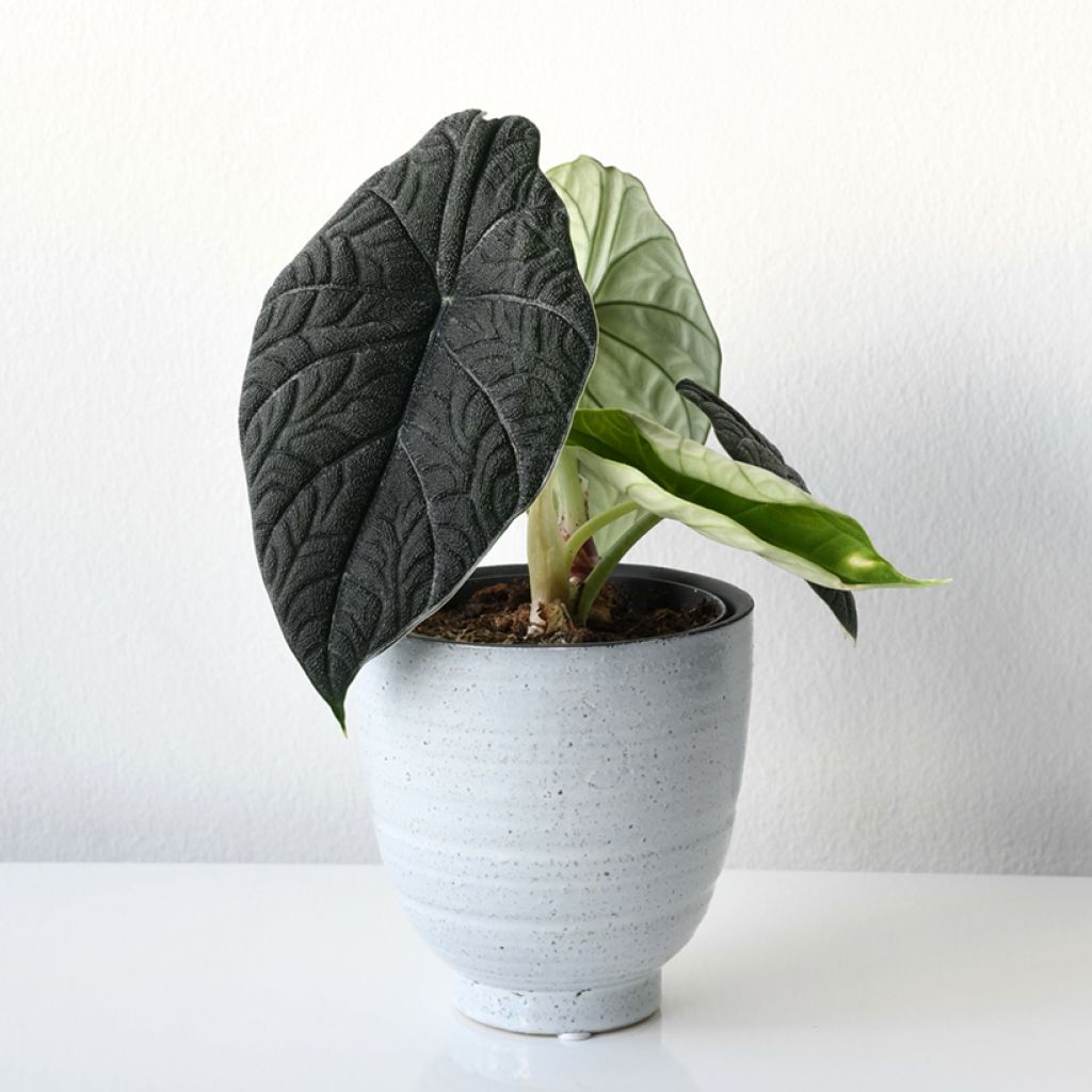Alocasia melo - Oreille d'éléphant