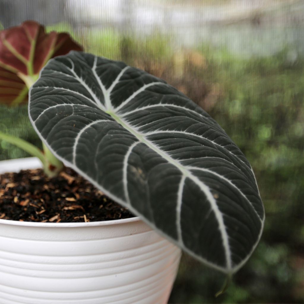 Alocasia Ninja - Oreille d'éléphant