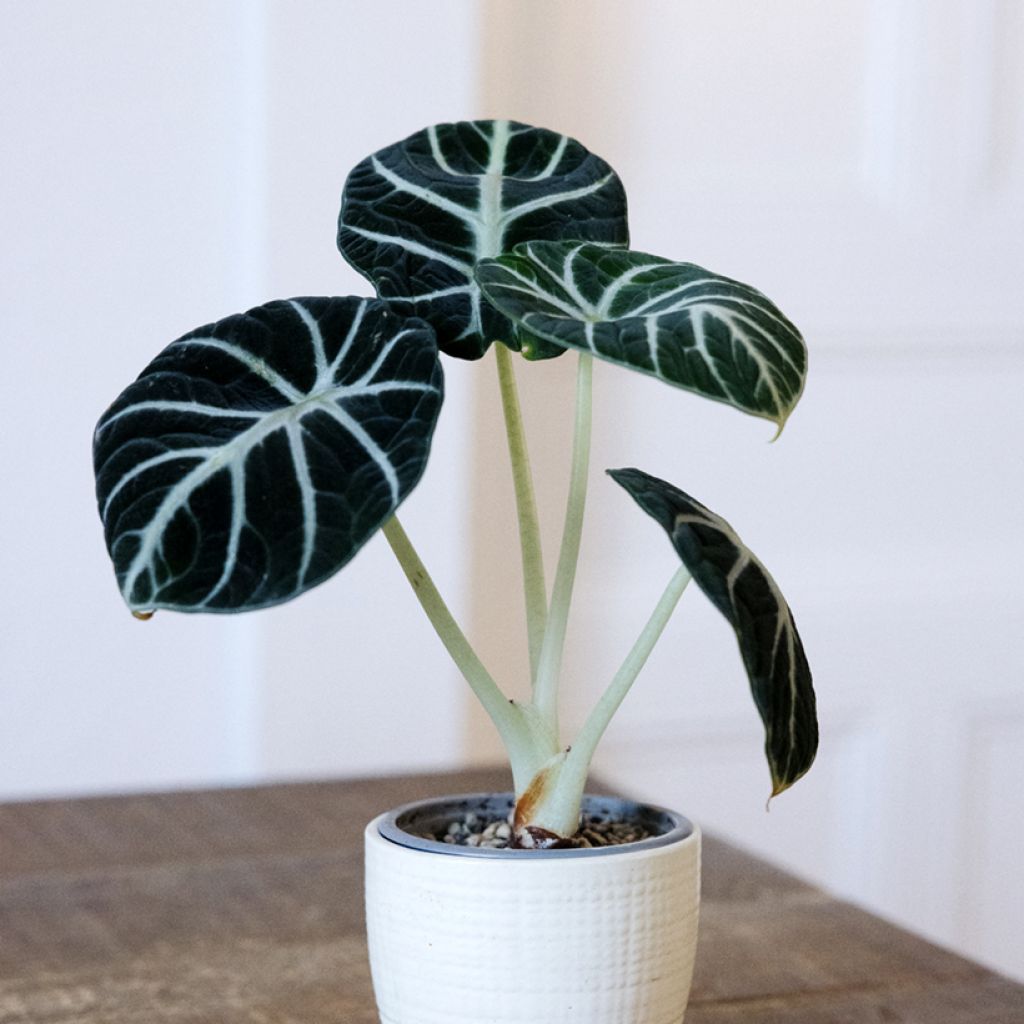 Alocasia Ninja - Oreille d'éléphant