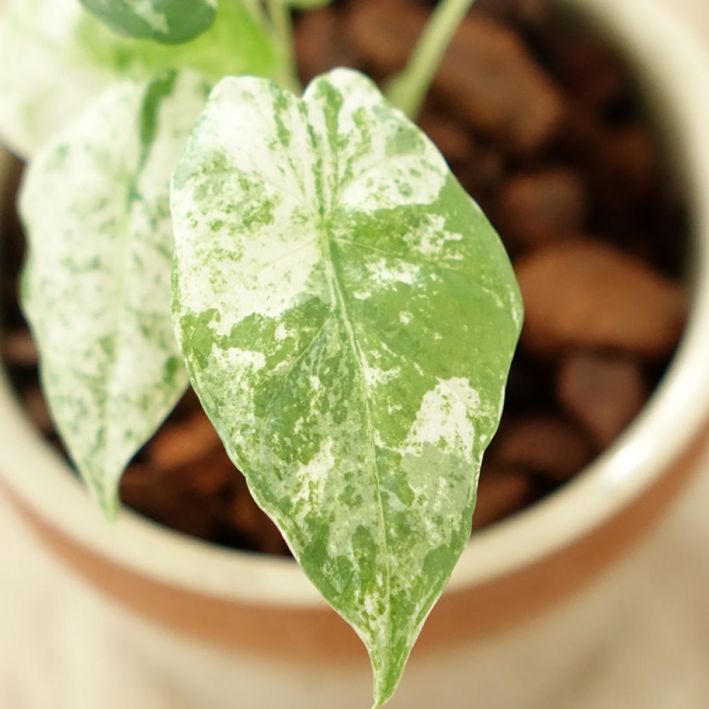 Alocasia odora Batik