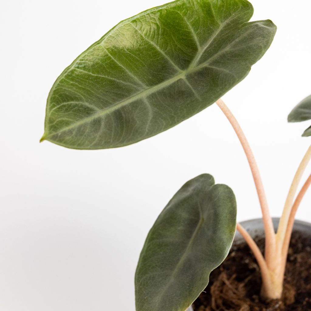 Alocasia Pink Dragon - Oreille d'éléphant