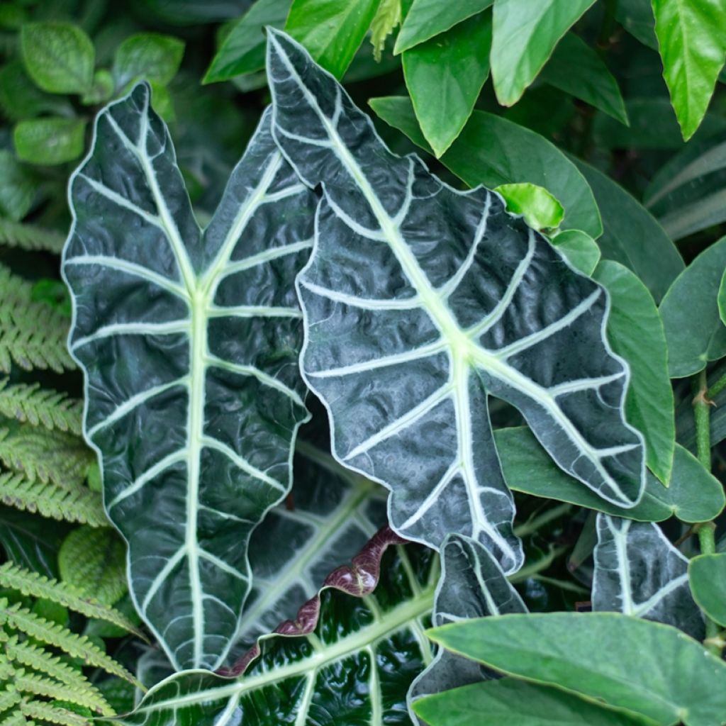Alocasia Polly - Oreille d'éléphant