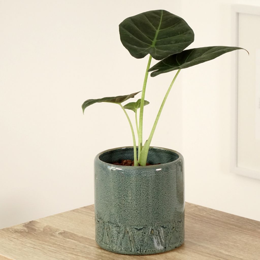 Alocasia Regal Shields - Oreille d'éléphant