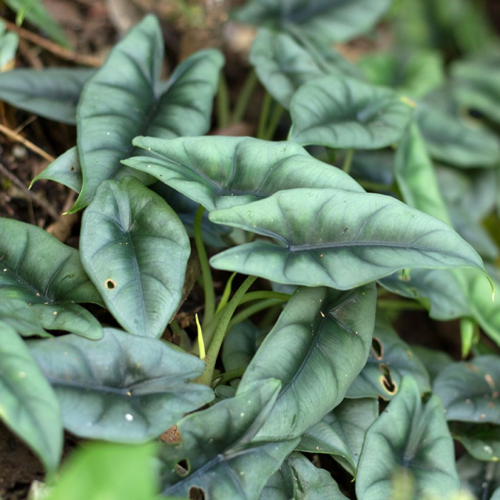 Alocasia reversa - Oreille d'éléphant