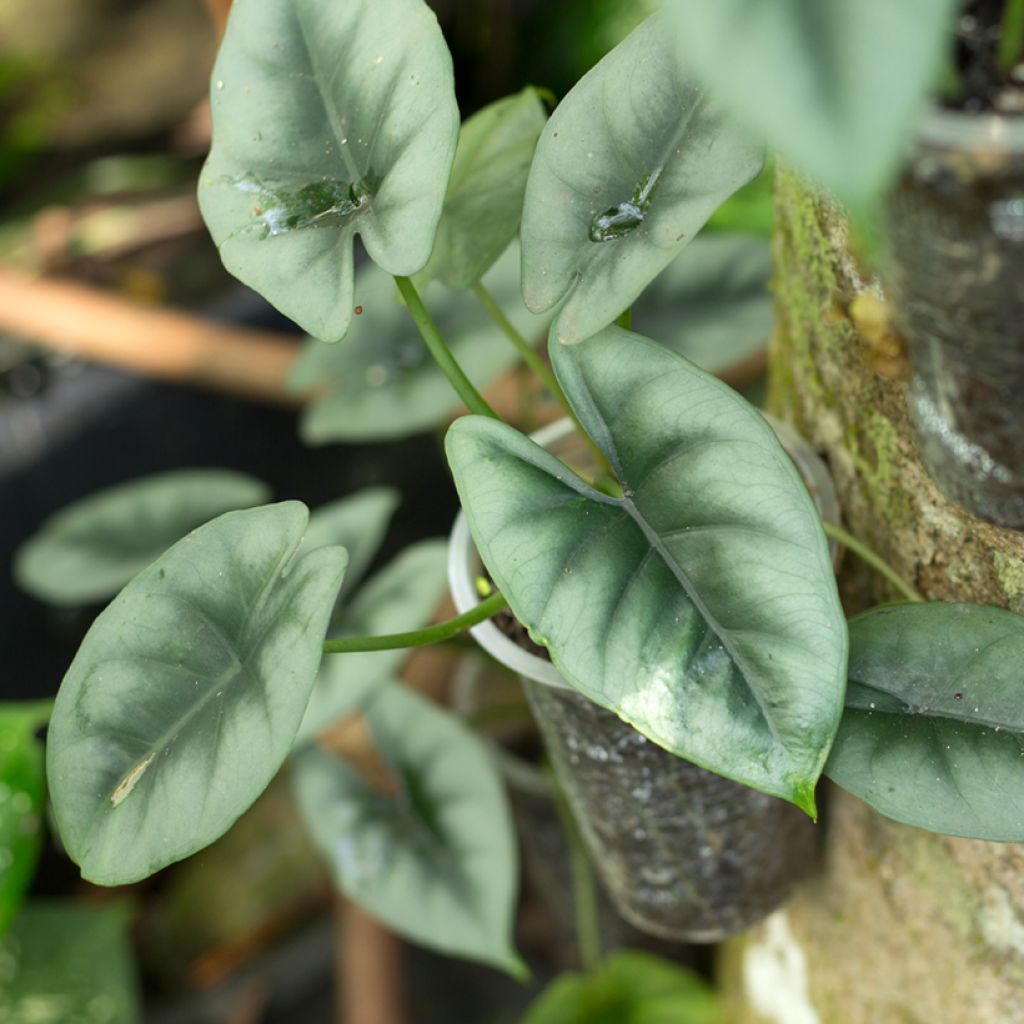 Alocasia reversa - Oreille d'éléphant