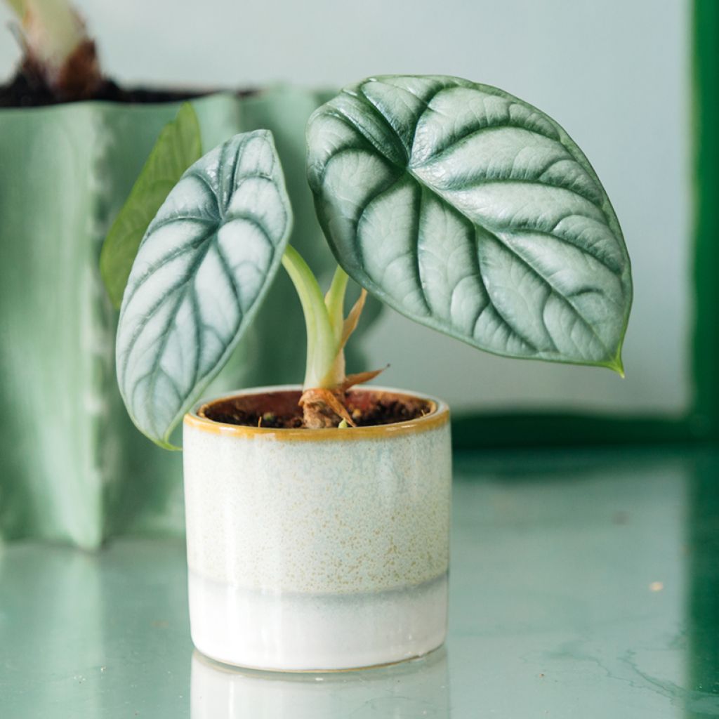 Alocasia Silver Dragon - Oreille d'éléphant