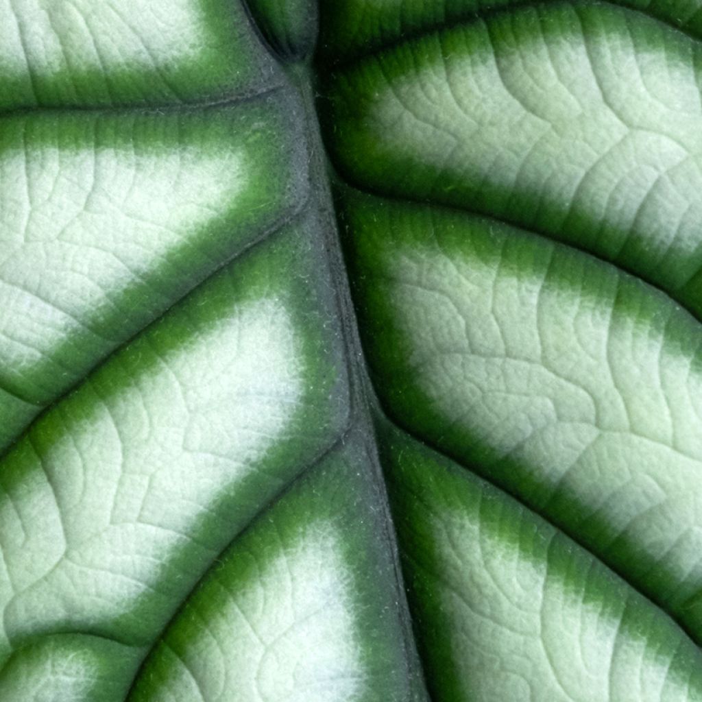 Alocasia Silver Dragon - Oreille d'éléphant