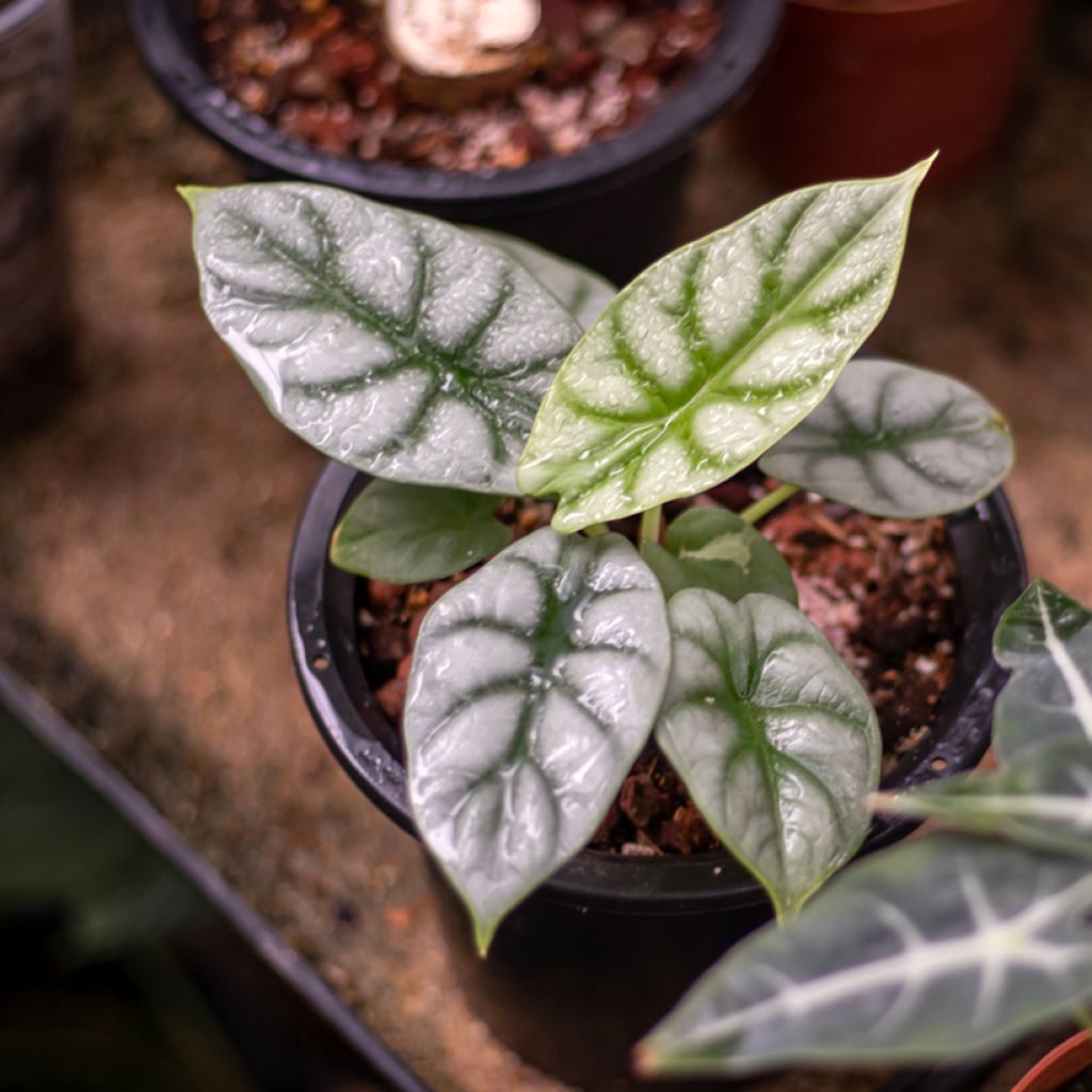 Alocasia Silver Dragon - Oreille d'éléphant