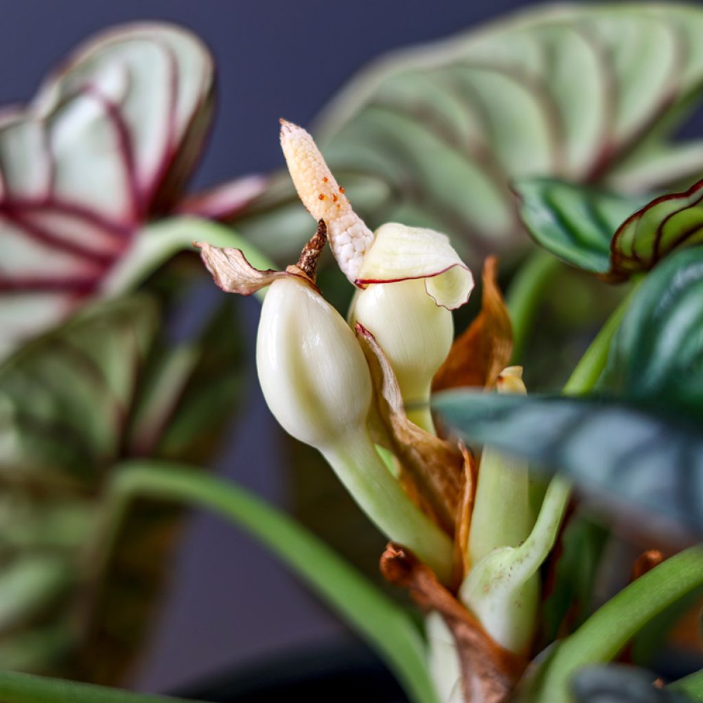 Alocasia Silver Dragon - Oreille d'éléphant