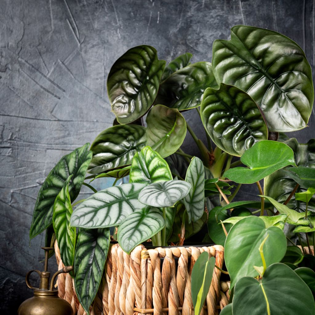 Alocasia Silver Dragon - Oreille d'éléphant