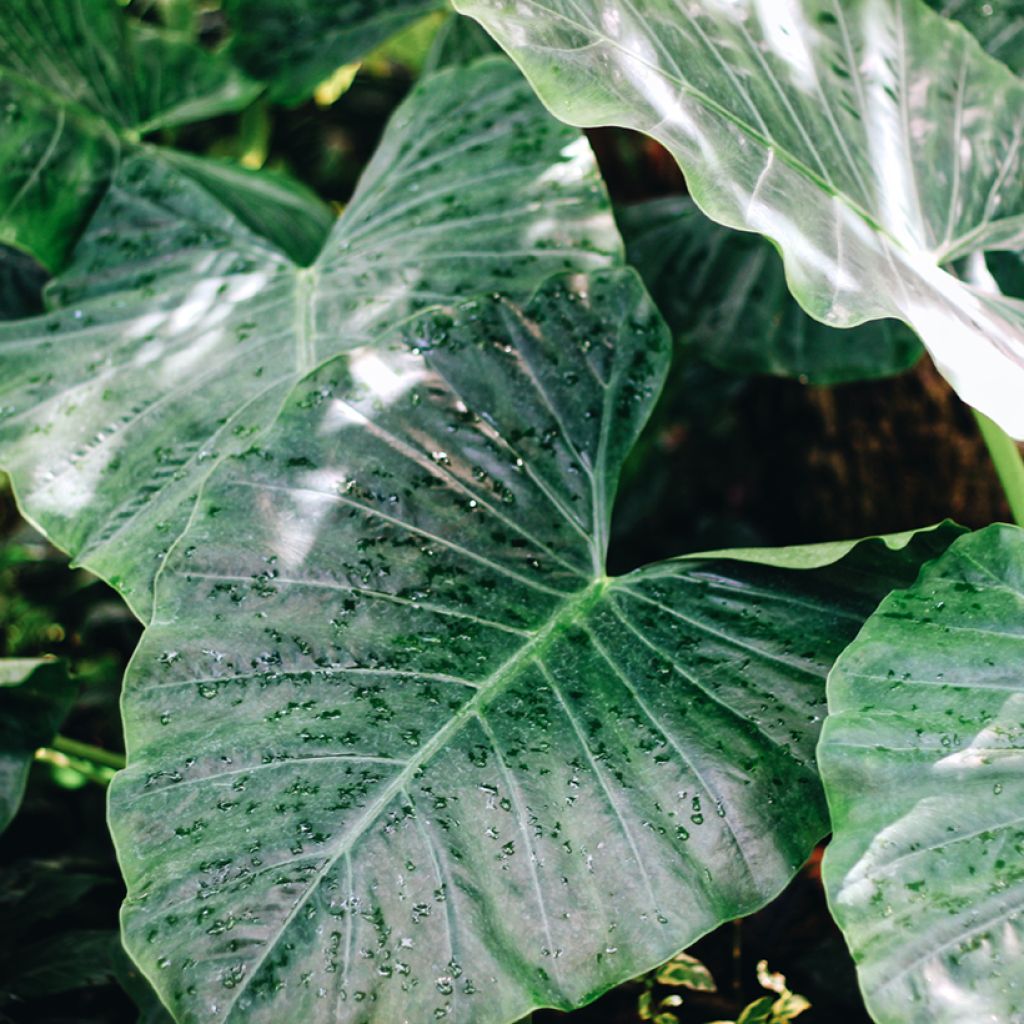 Alocasia Sumo - Oreille d'éléphant