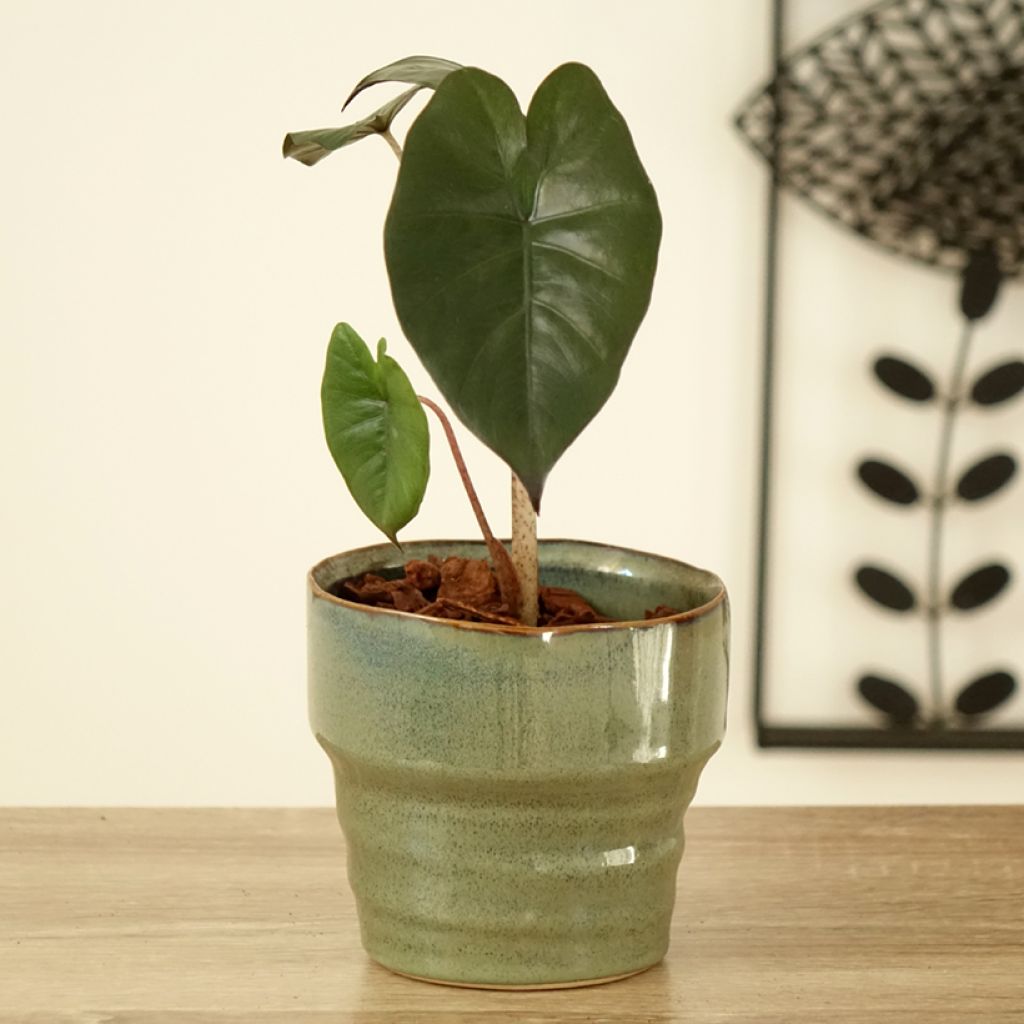 Alocasia Yucatan Princess - Oreille d'éléphant