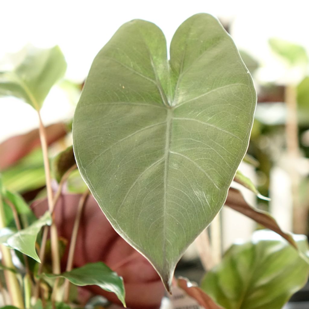 Alocasia Yucatan Princess - Oreille d'éléphant