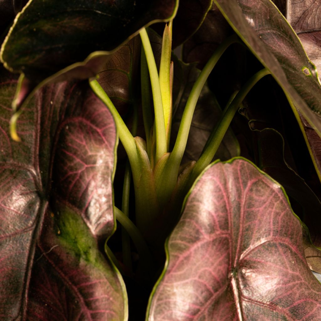 Alocasia azlanii - Oreille d'éléphant