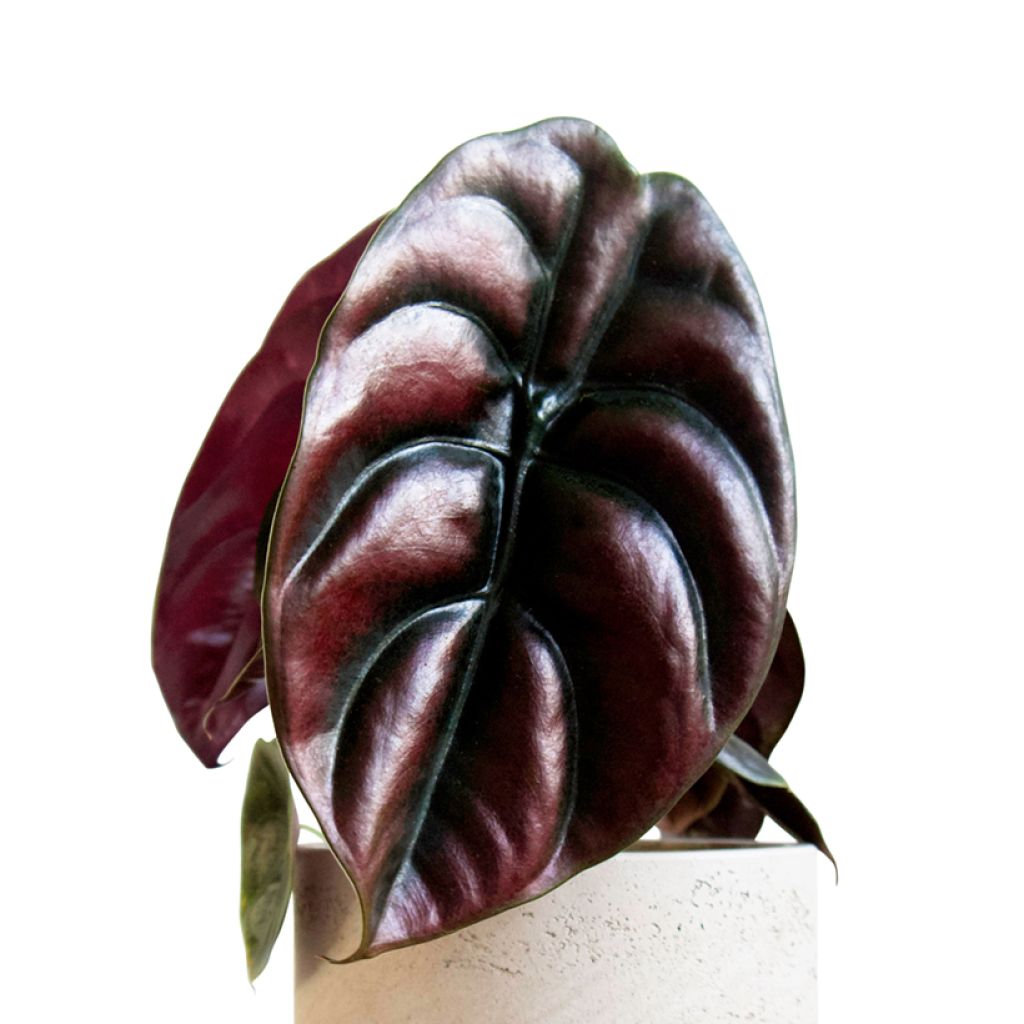 Alocasia cuprea Red - Oreille d'éléphant
