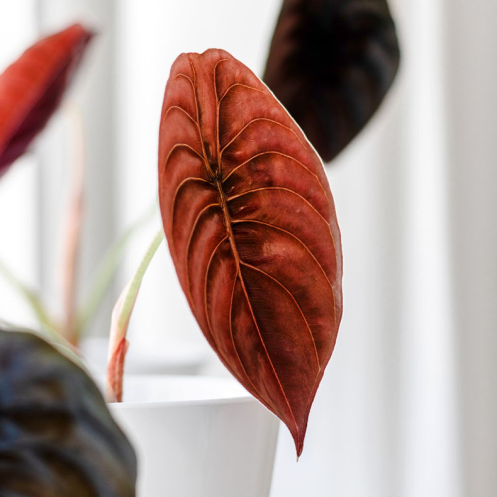 Alocasia cuprea Red - Oreille d'éléphant