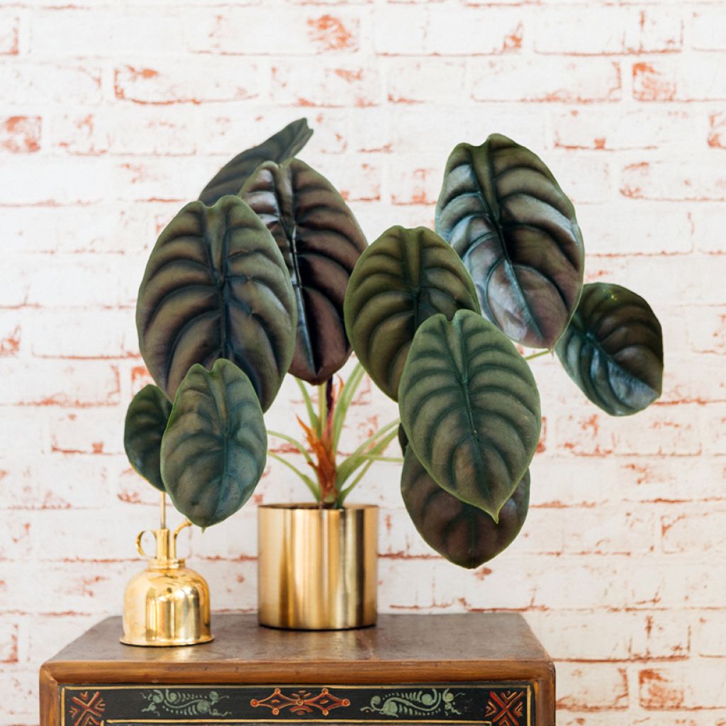 Alocasia cuprea Red - Oreille d'éléphant