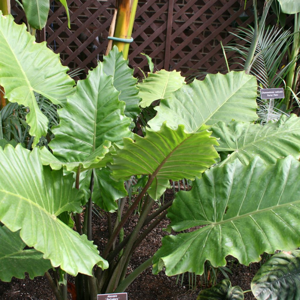 Alocasia Portodora - Oreille d'éléphant
