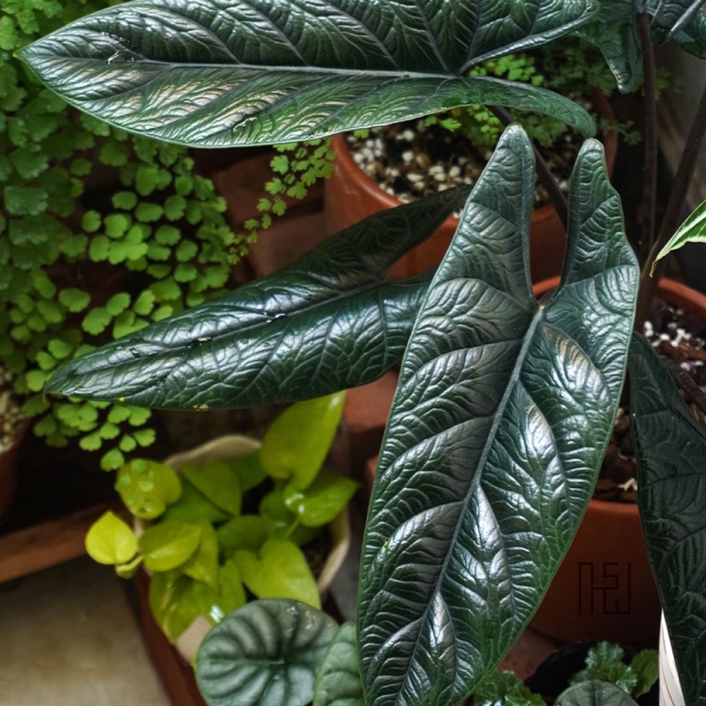 Alocasia scalprum - Oreille d'éléphant