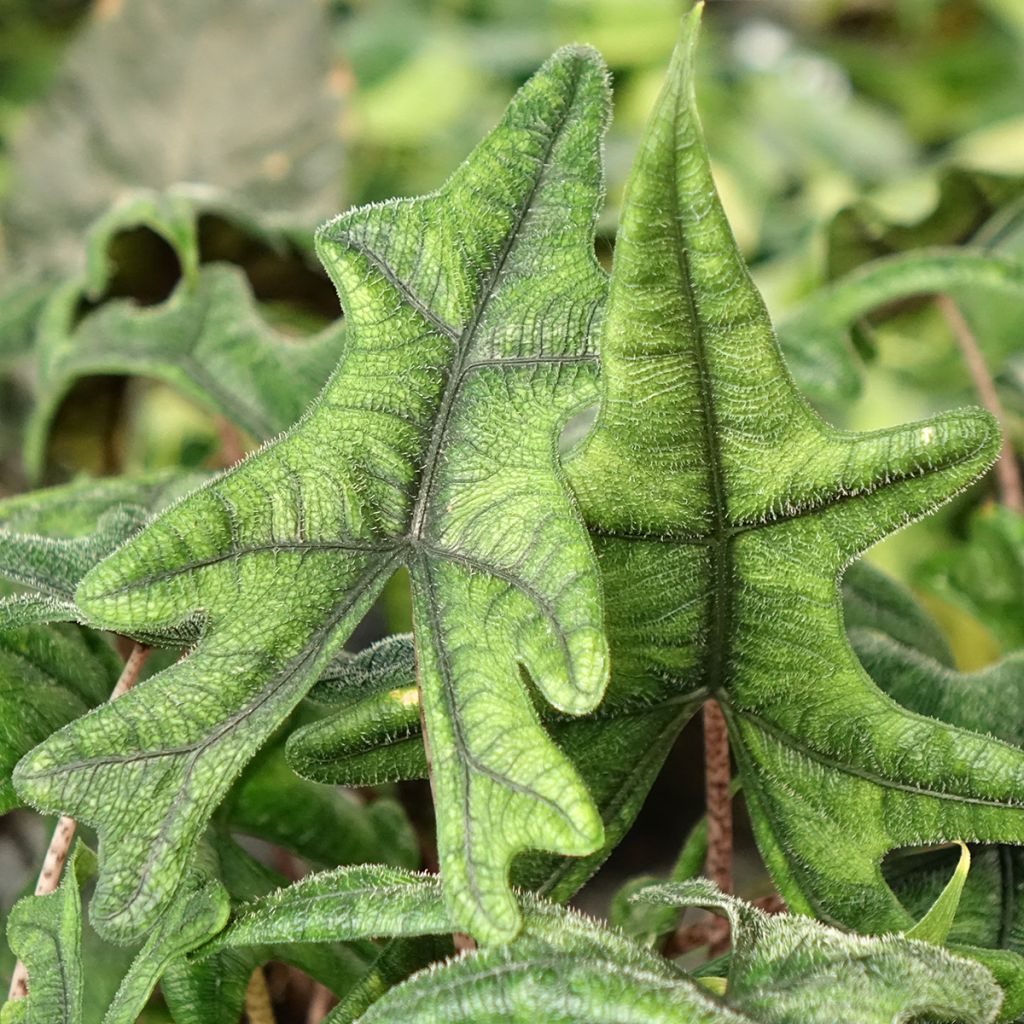 Alocasia Jacklyn - Oreille d'éléphant