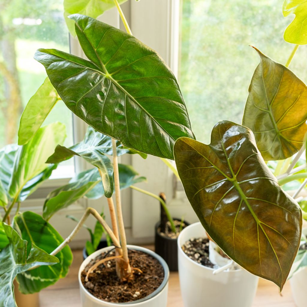Alocasia wentii - Oreille d'éléphant