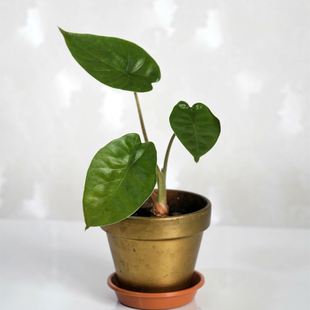 Alocasia wentii - Oreille d'éléphant