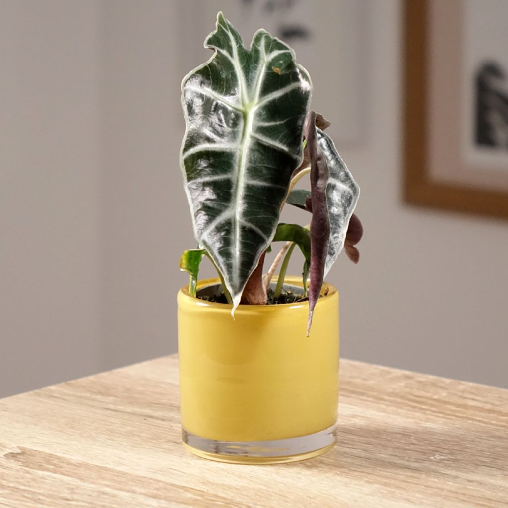 Alocasia Amazonica Dwarf - Oreille d'éléphant