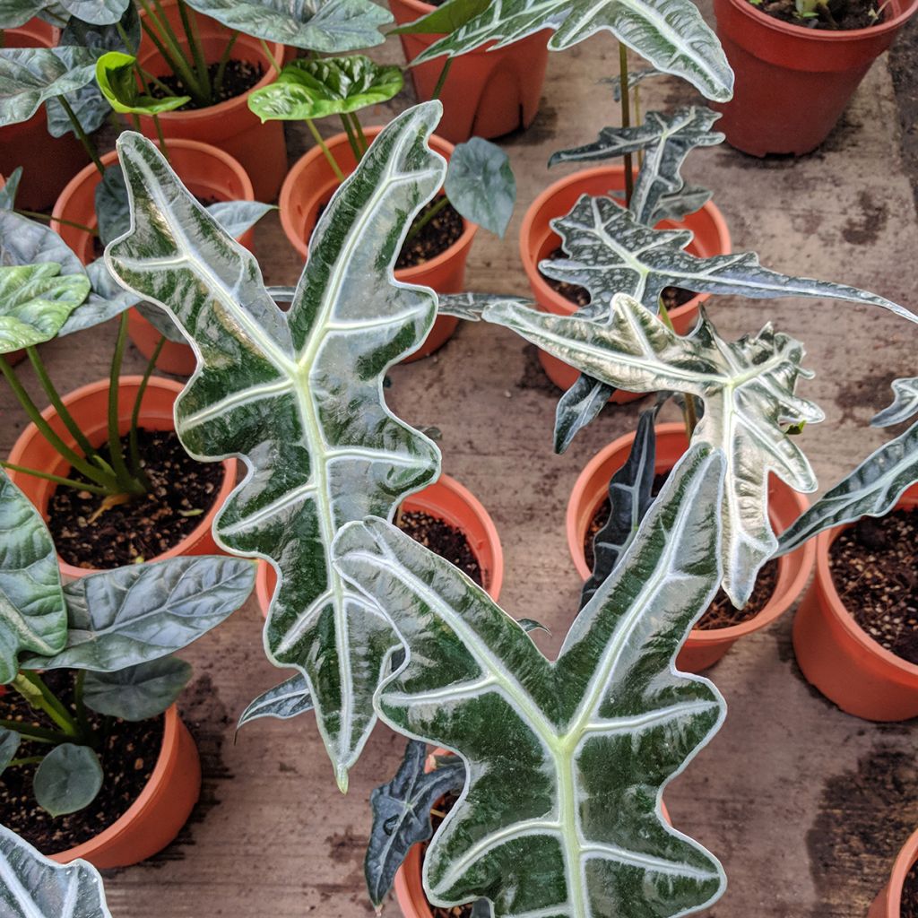 Alocasia Nobilis - Oreille d'éléphant