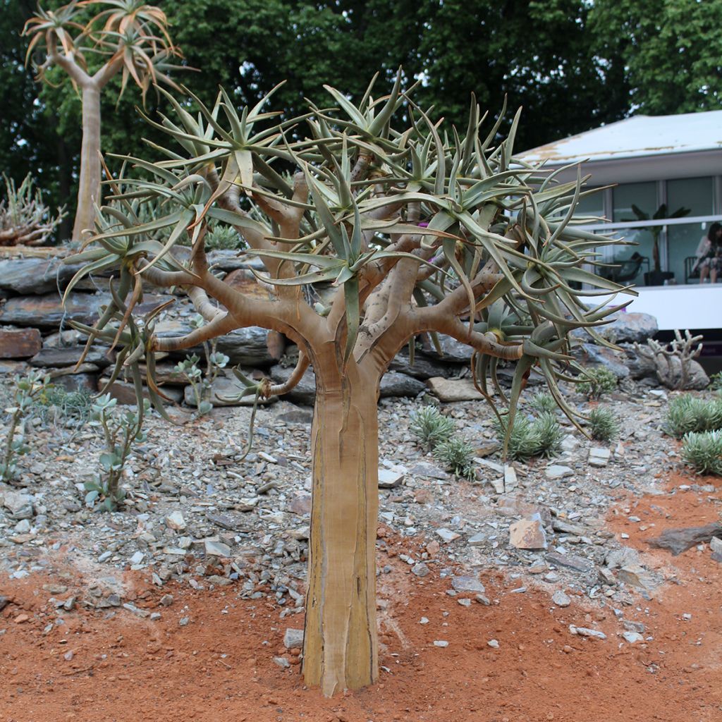 Aloe dichotoma - Arbre carquois
