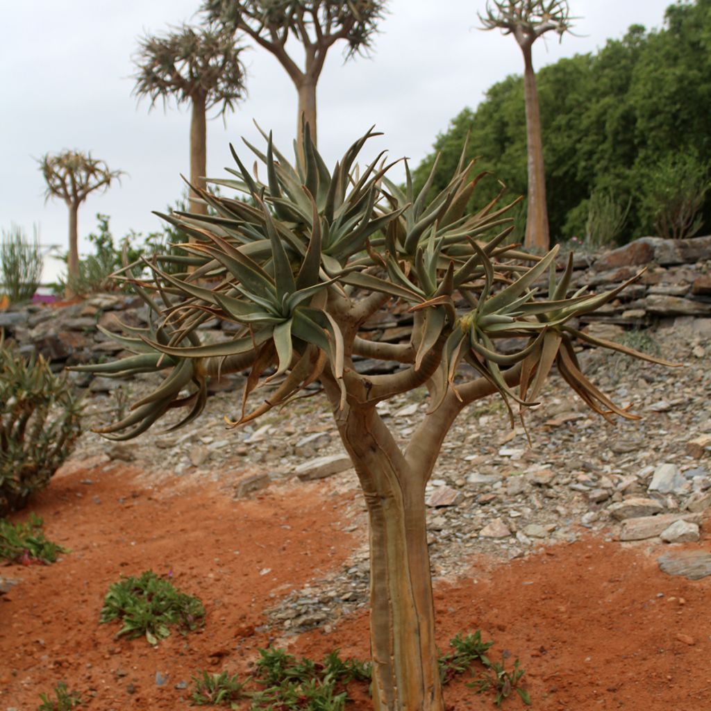 Aloe dichotoma - Arbre carquois