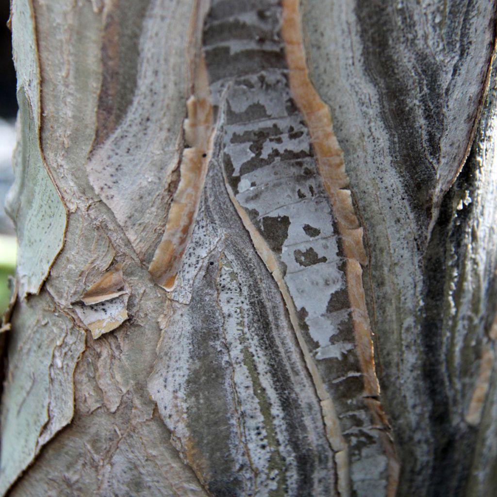 Aloe dichotoma - Arbre carquois