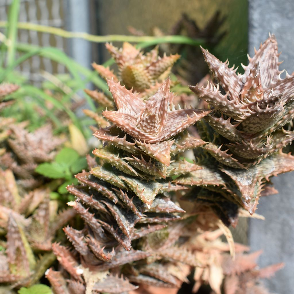 Aloe squarrosa