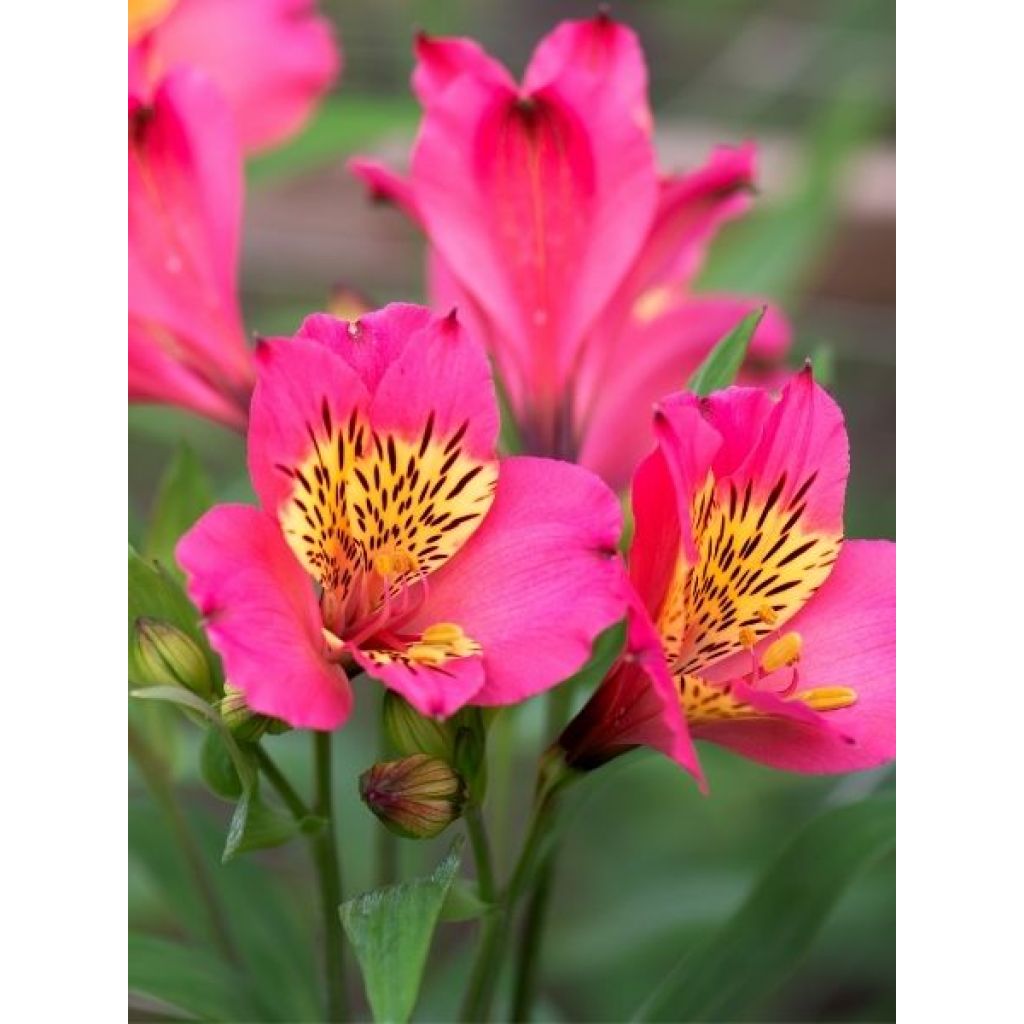 Alstroémère haute Majestic Montsoreau - Lys des Incas
